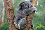 Hi Mr. Koala